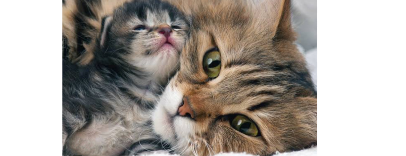 Kitten Rescue Australia Inc