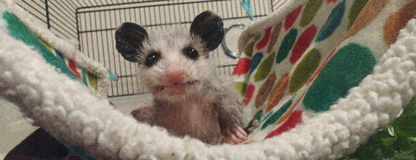 Firefly's Wildlife Rescue