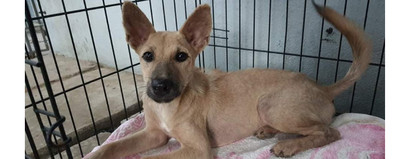 Vietnam Animal Aid and Rescue-US