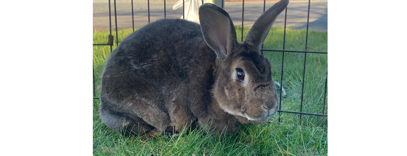 Lucky Bunny Rescue