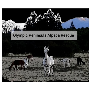 Olympic Peninsula Llama/Alpaca Rescue Non-Profit Logo