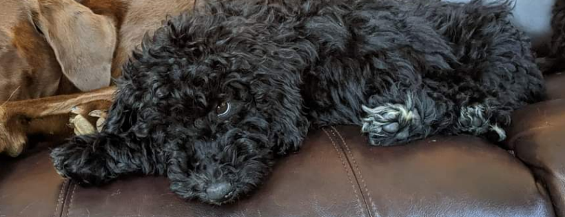 Lennoxs Legacy Rescue Inc