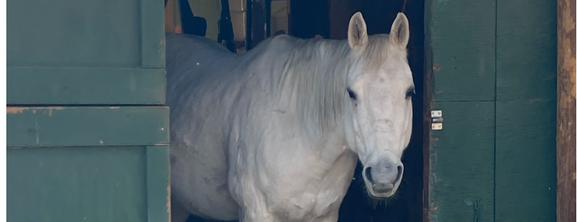 Mountain Valley Horse Rescue