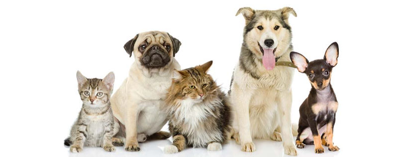 Pets in need Herts