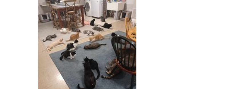 Keller's Kats Rescue Inc.