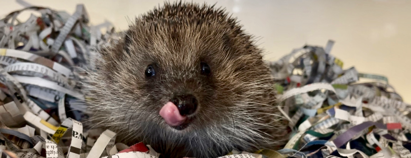 ELM Wildlife Hedgehog Rescue & Rehabilitation