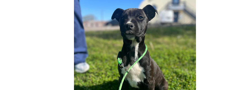 Dyersburg - Dyer County Humane Society