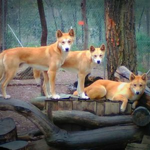 Dingo Sanctuary Bargo Logo