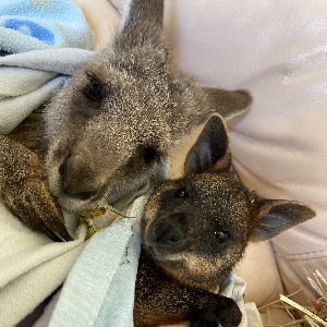 Badgerys Creek Wildlife Sanctuary Inc