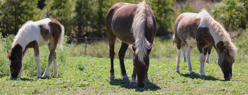 Sweet Mercies Rescue Ranch