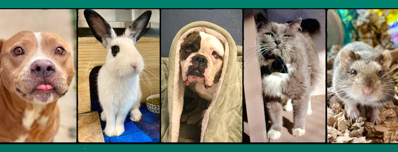 Animal Friends of the Valleys