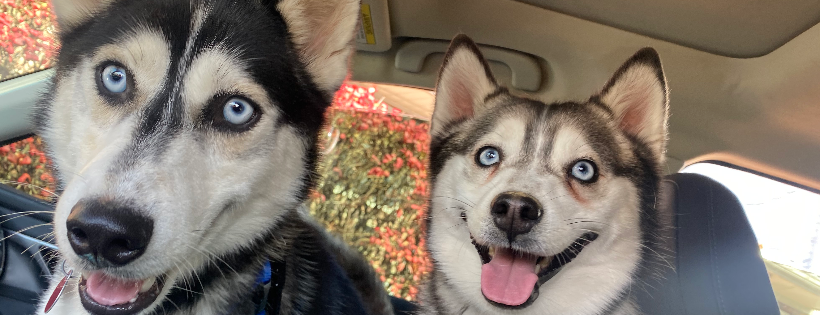 Husky House