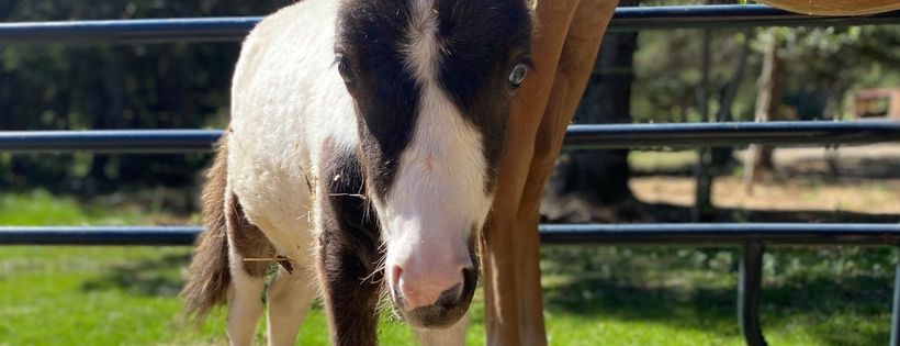 Cottontail Cottage Animal Sanctuary