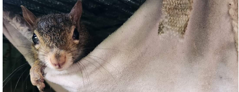 Halfway Home Wildlife Rehab