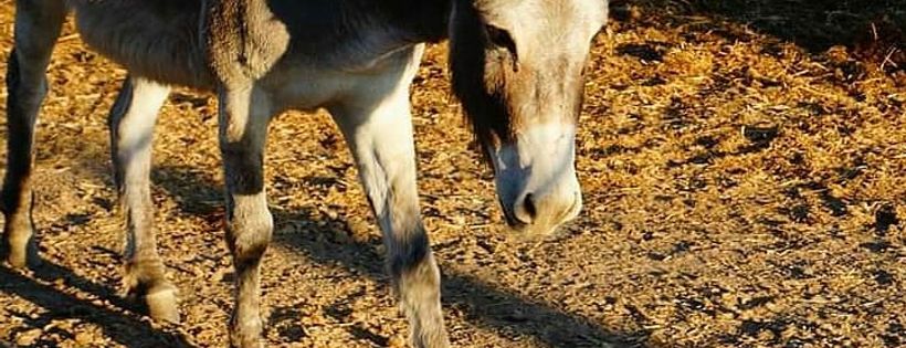 Chasing Chances Rescue