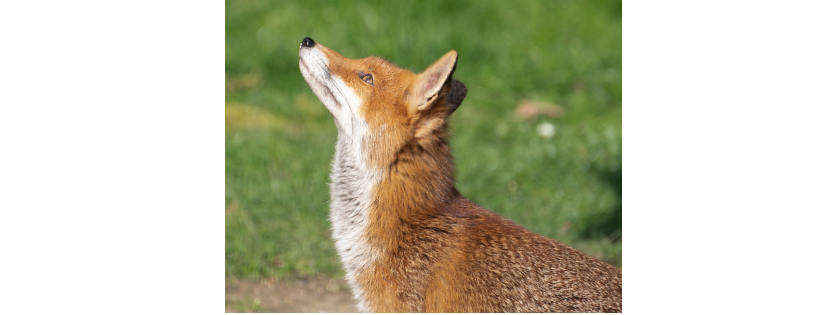 The Fox Project