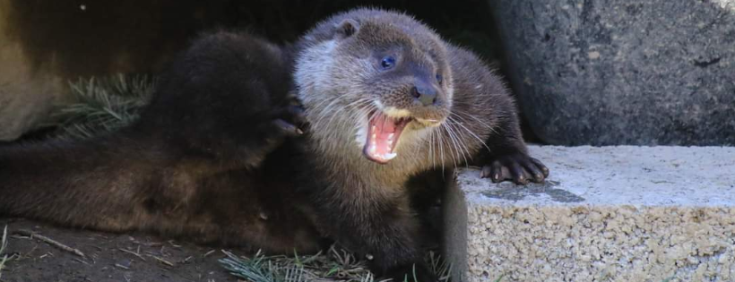 UK WILD OTTER TRUST