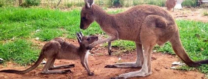 Geraldton Greenough wildlife rescue inc