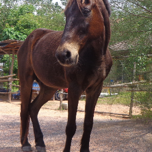 Phuket Horse Rescue Logo