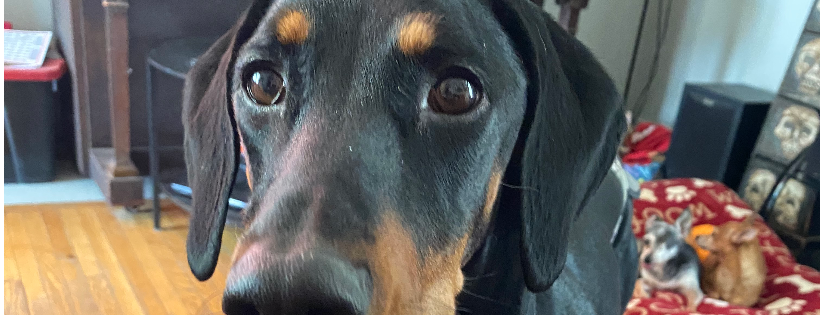 Adopt-a-Dobe Rescue Society