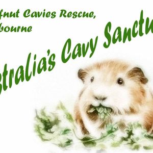 Chuffnut Cavies Logo