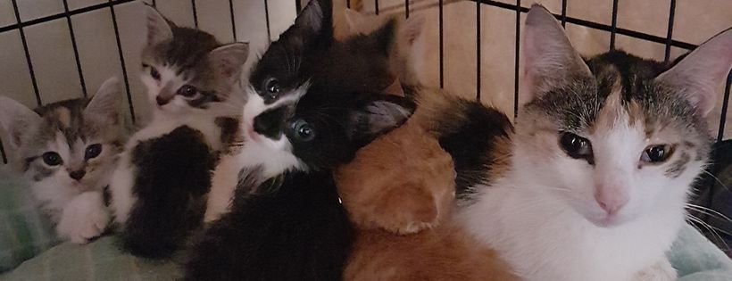 Robyn's Nest Animal Rescue