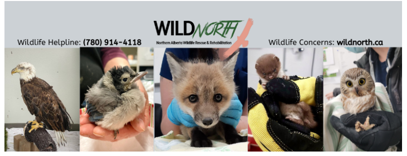 WILDNorth: Northern Alberta Wildlife Rescue & Rehabilitation