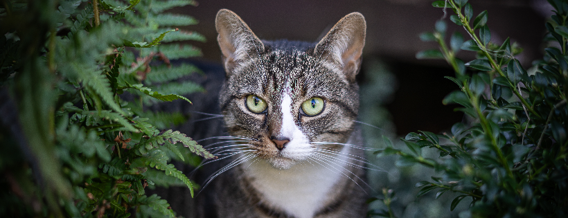 Filey Cat Rescue