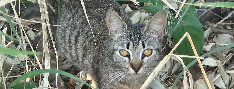 Just One Cat Rescue