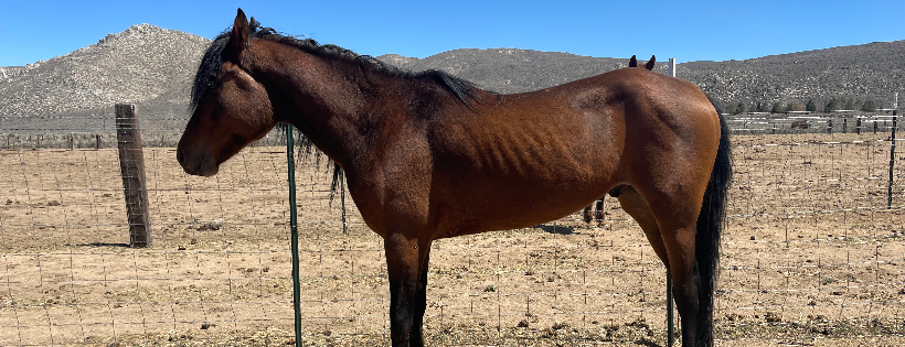 Rockin Kt Equine Redemption