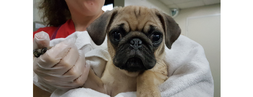 SPCA de Montréal