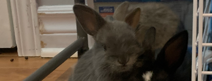 Audrey’s Bunny Rescue