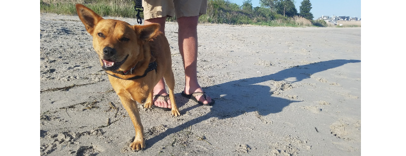 Southern Paws Inc