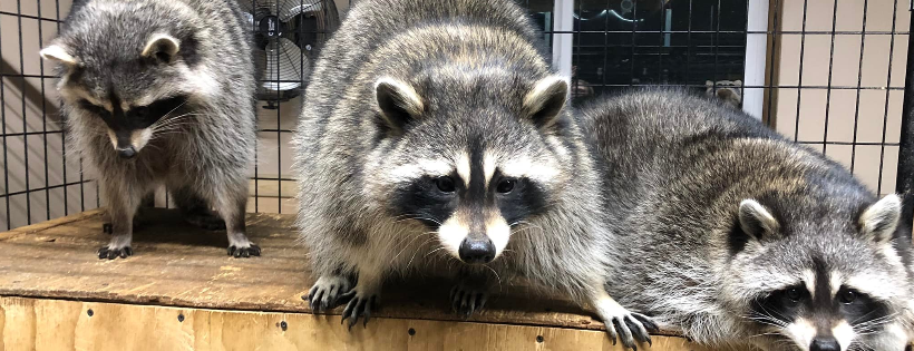 The Broken Bandit Wildlife Center Inc