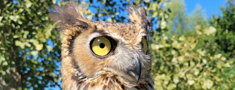 Medina Raptor Center