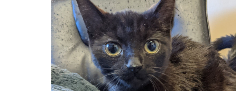 Northumberland Humane Society