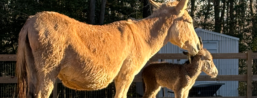 Familiar Hill Farms and Sanctuary