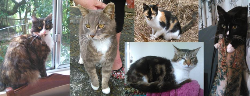 Rachel's KittyCat Rescue NZ