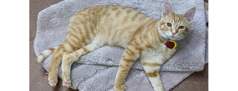 Northwest Organization for Animal Help