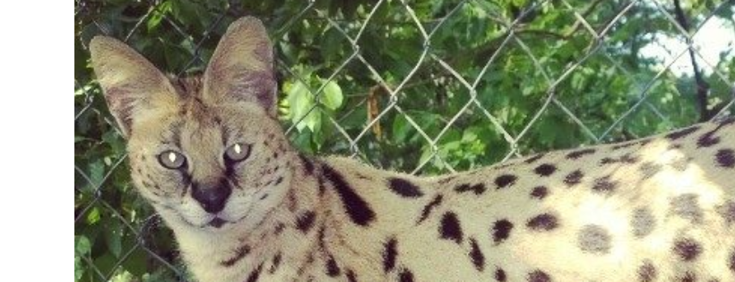 Avalo Cat Sanctuary