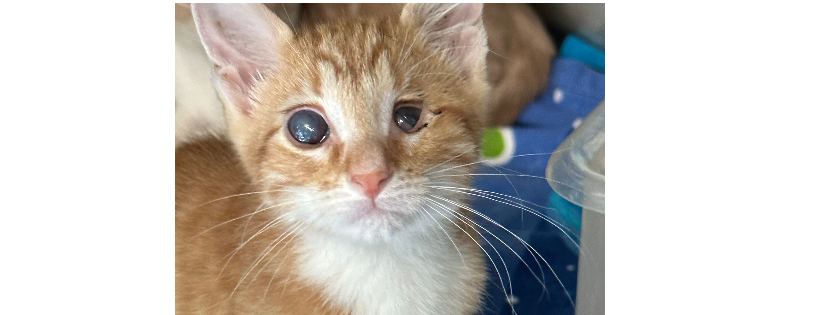 Purrrfect Angels cat rescue and sanctuary inc