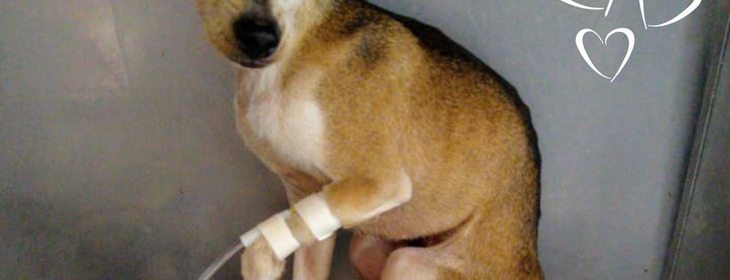 About A Dog Rescue Society