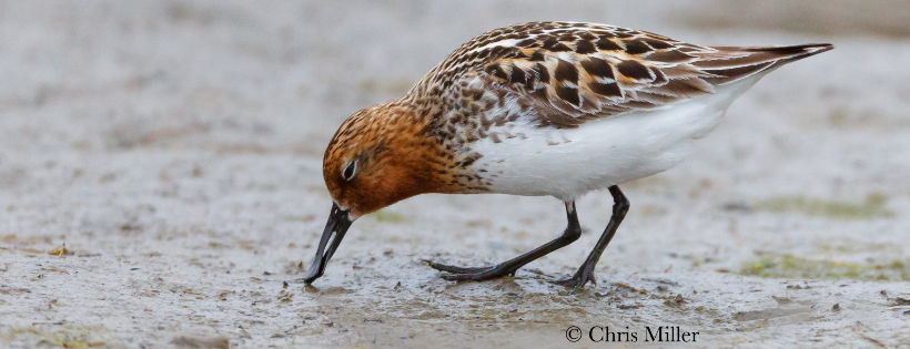 Wader Quest