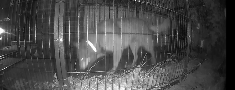 Greater Manchester Lost Dog Search & Rescue Capture Team C.I.C