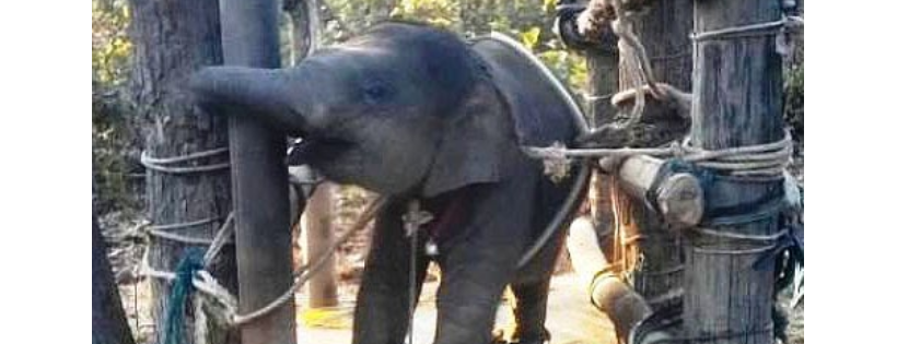 Save The Asian Elephants