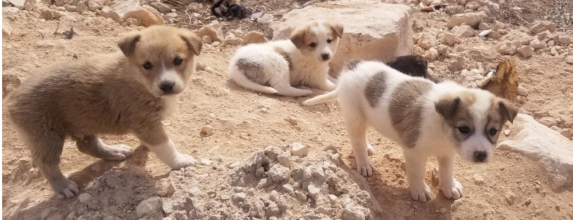 K9 Global Rescue