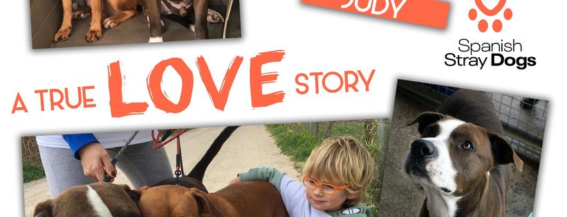 Spanish Stray Dogs UK