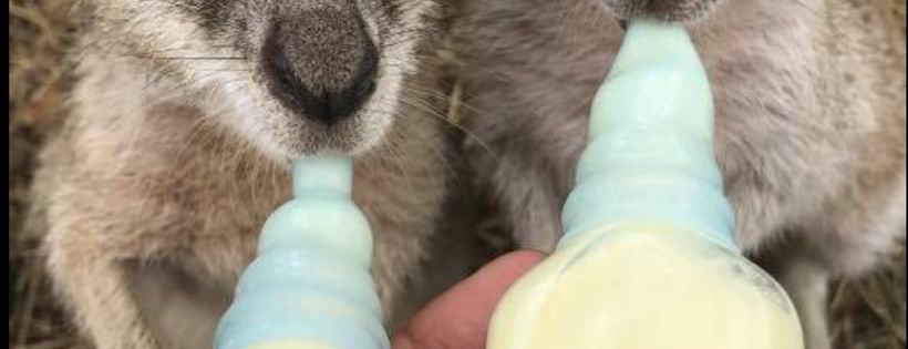 Michelle’s ark animal rescue inc