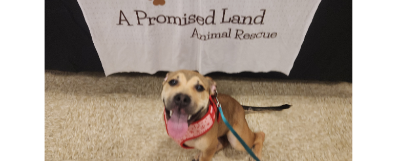 A PROMISED LAND ANIMAL RESCUE, INC
