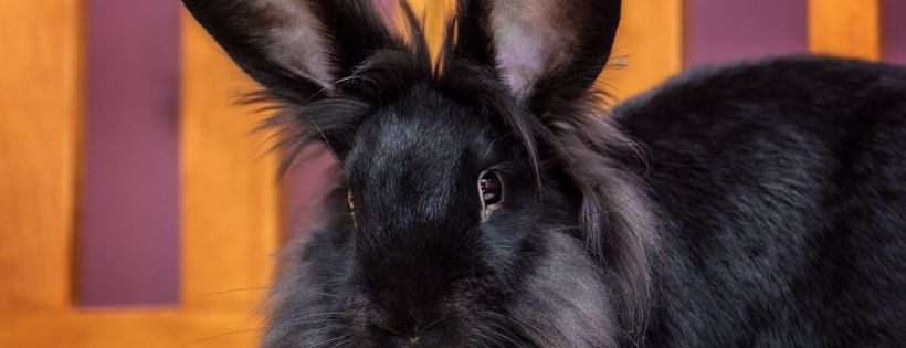 The Animal Protection Center of Southeastern MA